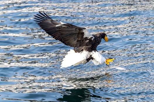 The Flying Predatory Stellers Sea-eagle near Rausu in Shiretoko, Hokkaido of Japan.