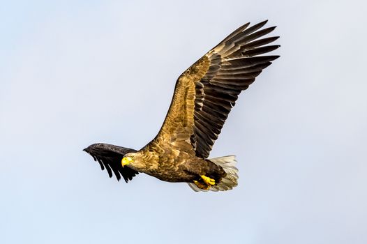 The Flying White-talied Sea Eagle near Rausu in Shiretoko, Hokkaido of Japan.