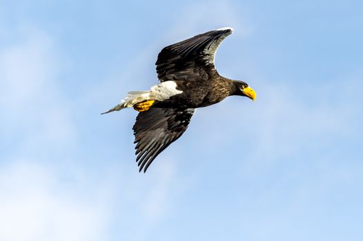 The Flying Predatory Stellers Sea-eagle near Rausu in Shiretoko, Hokkaido of Japan.