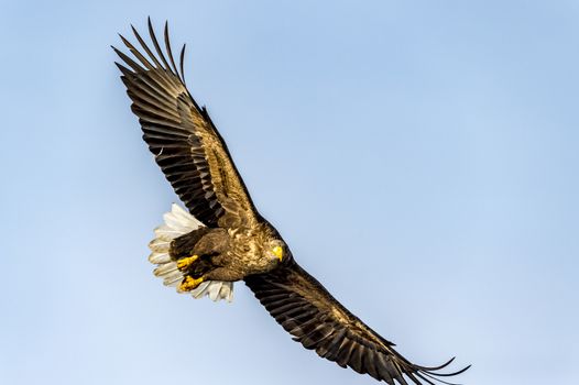 The Flying White-talied Sea Eagle near Rausu in Shiretoko, Hokkaido of Japan.