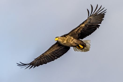 The Flying White-talied Sea Eagle near Rausu in Shiretoko, Hokkaido of Japan.