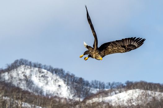 The Flying White-talied Sea Eagle near Rausu in Shiretoko, Hokkaido of Japan.