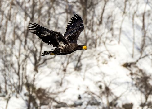 The Flying Predatory Stellers Sea-eagle near Rausu in Shiretoko, Hokkaido of Japan.