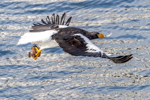 The Flying Predatory Stellers Sea-eagle near Rausu in Shiretoko, Hokkaido of Japan.