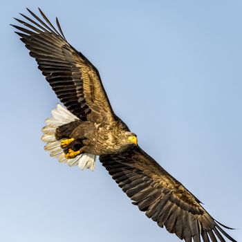 The Flying White-talied Sea Eagle near Rausu in Shiretoko, Hokkaido of Japan.