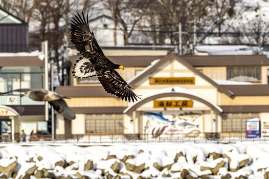 The Flying Predatory Stellers Sea-eagle near Rausu in Shiretoko, Hokkaido of Japan.