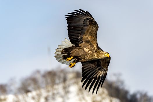 The Flying White-talied Sea Eagle near Rausu in Shiretoko, Hokkaido of Japan.