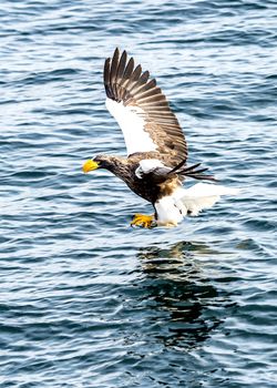 The Flying Predatory Stellers Sea-eagle near Rausu in Shiretoko, Hokkaido of Japan.