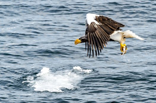 The Flying Predatory Stellers Sea-eagle near Rausu in Shiretoko, Hokkaido of Japan.