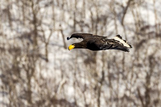 The Flying Predatory Stellers Sea-eagle near Rausu in Shiretoko, Hokkaido of Japan.