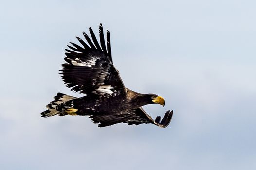 The Flying Predatory Stellers Sea-eagle near Rausu in Shiretoko, Hokkaido of Japan.