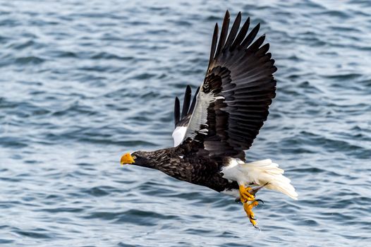 The Flying Predatory Stellers Sea-eagle near Rausu in Shiretoko, Hokkaido of Japan.