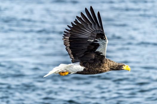 The Flying Predatory Stellers Sea-eagle near Rausu in Shiretoko, Hokkaido of Japan.