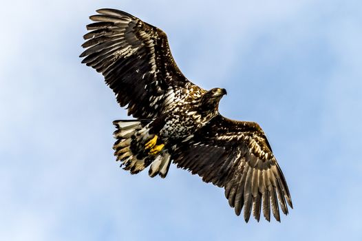 The Flying White-talied Sea Eagle near Rausu in Shiretoko, Hokkaido of Japan.