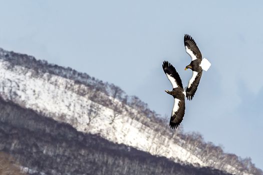 The Flying Predatory Stellers Sea-eagle near Rausu in Shiretoko, Hokkaido of Japan.