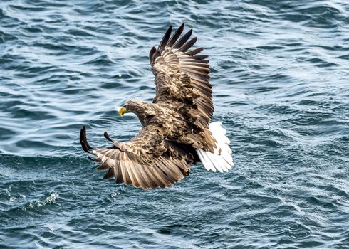 The Flying White-talied Sea Eagle near Rausu in Shiretoko, Hokkaido of Japan.