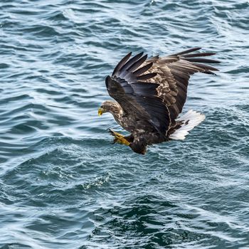 The Flying White-talied Sea Eagle near Rausu in Shiretoko, Hokkaido of Japan.