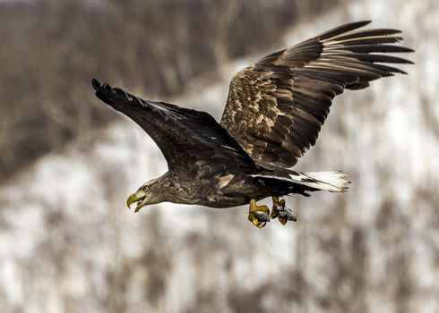 The Flying White-talied Sea Eagle near Rausu in Shiretoko, Hokkaido of Japan.