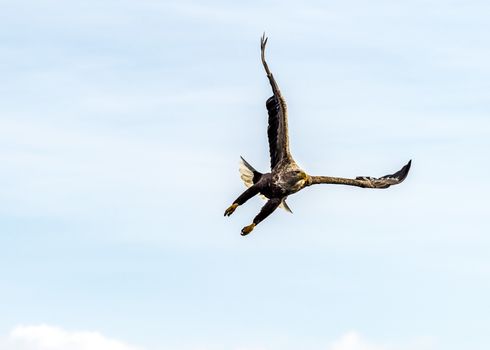 The Flying White-talied Sea Eagle near Rausu in Shiretoko, Hokkaido of Japan.