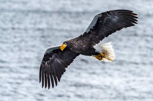 The Flying Predatory Stellers Sea-eagle near Rausu in Shiretoko, Hokkaido of Japan.