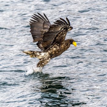 The Flying Predatory Stellers Sea-eagle near Rausu in Shiretoko, Hokkaido of Japan.