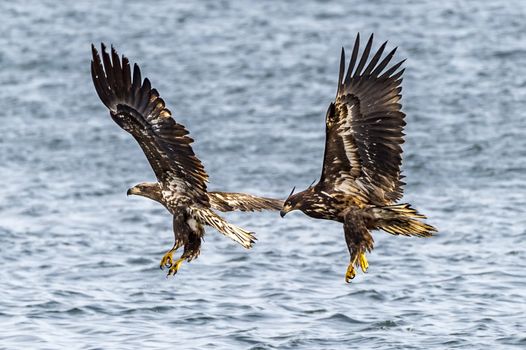 The Flying White-talied Sea Eagle near Rausu in Shiretoko, Hokkaido of Japan.