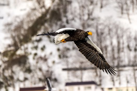 The Flying Predatory Stellers Sea-eagle near Rausu in Shiretoko, Hokkaido of Japan.