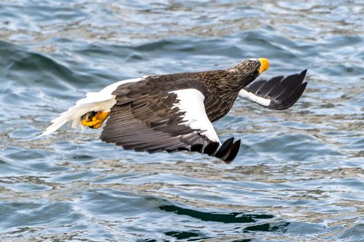 The Flying Predatory Stellers Sea-eagle near Rausu in Shiretoko, Hokkaido of Japan.