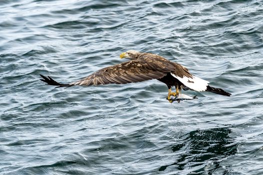 The Flying Predatory Stellers Sea-eagle near Rausu in Shiretoko, Hokkaido of Japan.