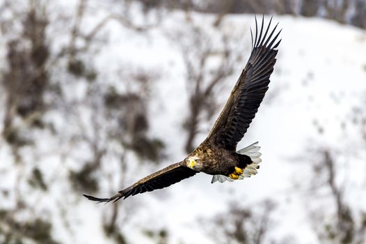 The Flying White-talied Sea Eagle near Rausu in Shiretoko, Hokkaido of Japan.