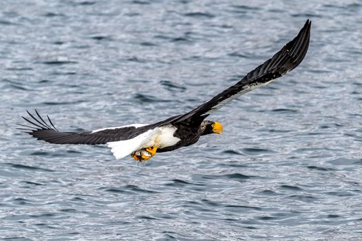 The Flying Predatory Stellers Sea-eagle near Rausu in Shiretoko, Hokkaido of Japan.