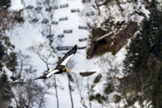 The Flying Predatory Stellers Sea-eagle near Rausu in Shiretoko, Hokkaido of Japan.