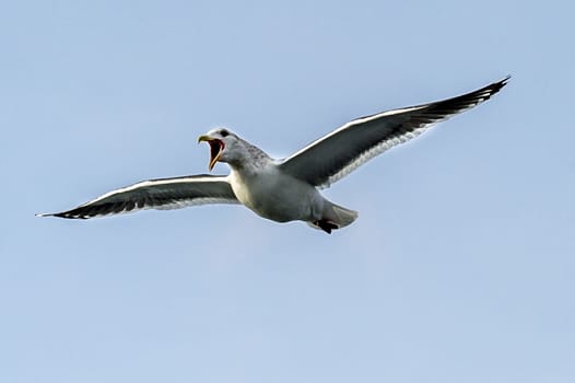 The Flying Predatory Seagulls near Rausu in Shiretoko, Hokkaido of Japan.