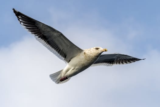 The Flying Predatory Seagulls near Rausu in Shiretoko, Hokkaido of Japan.