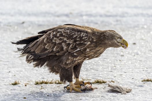 The Flying White-talied Sea Eagle near Rausu in Shiretoko, Hokkaido of Japan.