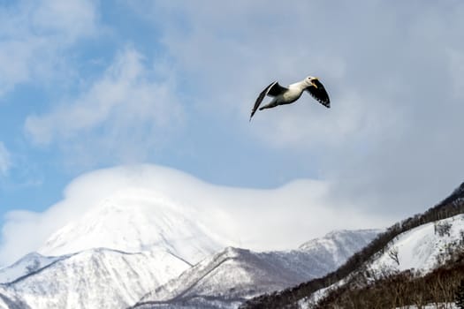 The Flying Predatory Seagulls near Rausu in Shiretoko, Hokkaido of Japan.