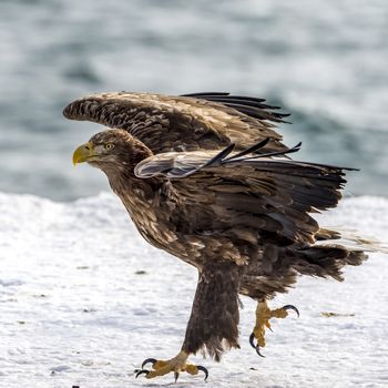 The Flying White-talied Sea Eagle near Rausu in Shiretoko, Hokkaido of Japan.