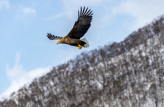 The Flying Predatory Stellers Sea-eagle near Rausu in Shiretoko, Hokkaido of Japan.