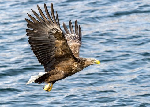 The Flying White-talied Sea Eagle near Rausu in Shiretoko, Hokkaido of Japan.