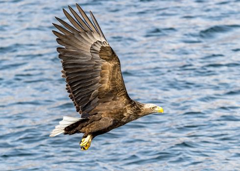 The Flying White-talied Sea Eagle near Rausu in Shiretoko, Hokkaido of Japan.