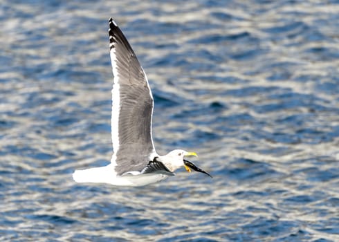 The Flying Predatory Seagulls near Rausu in Shiretoko, Hokkaido of Japan.