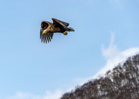 The Flying White-talied Sea Eagle near Rausu in Shiretoko, Hokkaido of Japan.