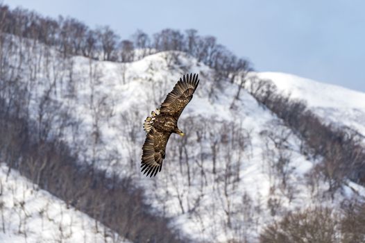 The Flying White-talied Sea Eagle near Rausu in Shiretoko, Hokkaido of Japan.