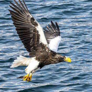 The Flying Predatory Stellers Sea-eagle near Rausu in Shiretoko, Hokkaido of Japan.