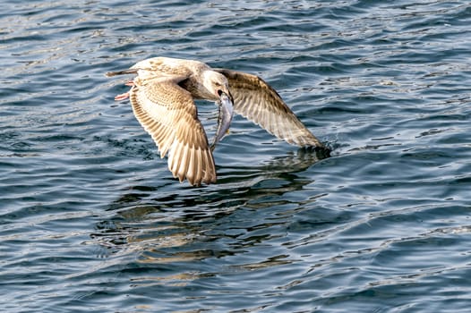 The Flying Predatory Seagulls near Rausu in Shiretoko, Hokkaido of Japan.