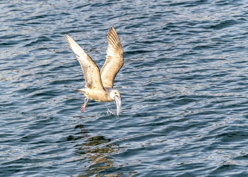 The Flying Predatory Seagulls near Rausu in Shiretoko, Hokkaido of Japan.