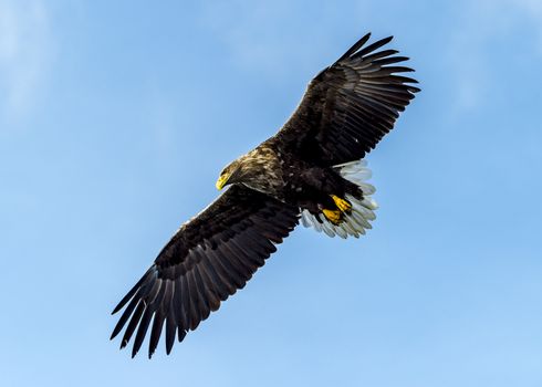 The Flying White-talied Sea Eagle near Rausu in Shiretoko, Hokkaido of Japan.