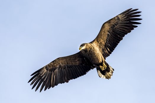 The Flying White-talied Sea Eagle near Rausu in Shiretoko, Hokkaido of Japan.