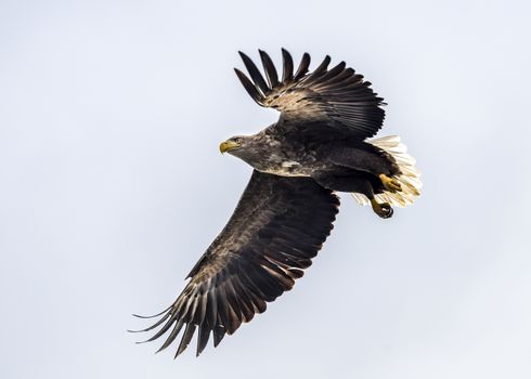 The Flying White-talied Sea Eagle near Rausu in Shiretoko, Hokkaido of Japan.