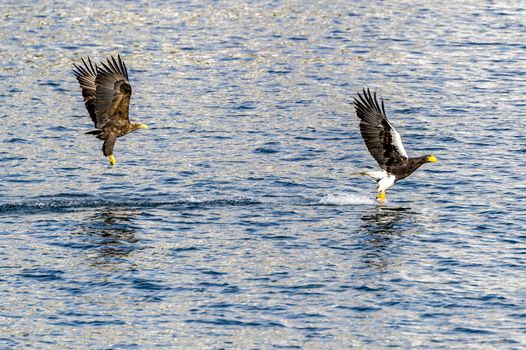 The Flying Predatory Stellers Sea-eagle near Rausu in Shiretoko, Hokkaido of Japan.